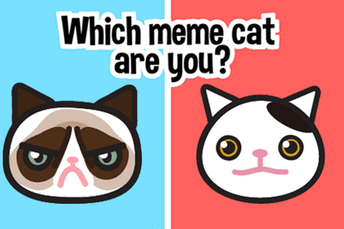 Which meme cat are you